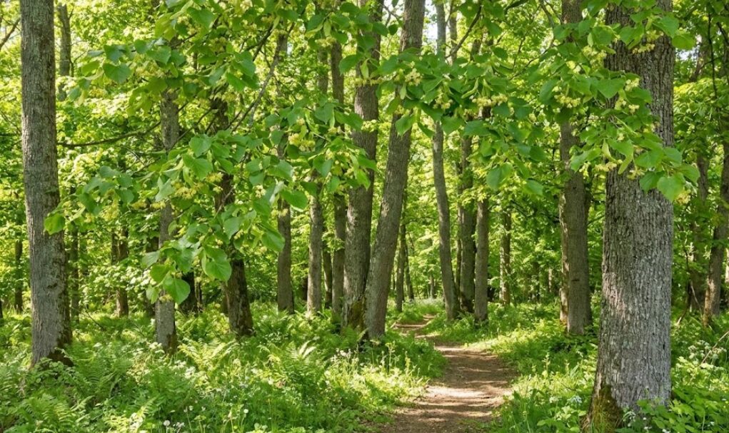 ライムウッド素材の優れた吸湿性と軽量性